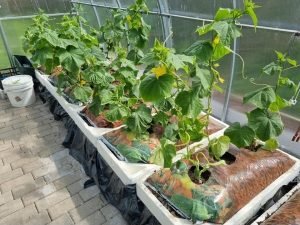 Laistymo deze derlius